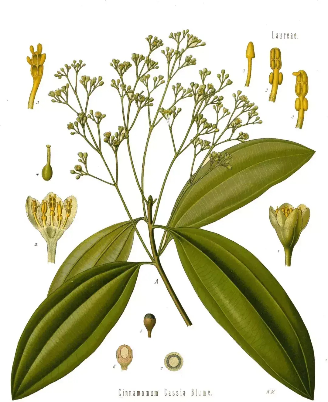 广西的简称“桂”，到底从哪里来？是“桂树”还是“桂花”？_百科TA说