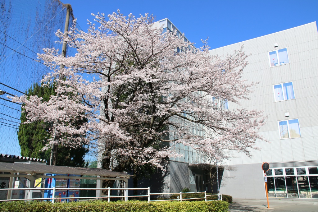  p>国士馆大学(英文:kokushikan university/日文:こくしかんだいがく