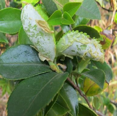 油茶茶苞病