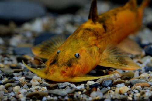  /i> li,1984)是 a target="_blank" href="/item/鮡科/5050822" data