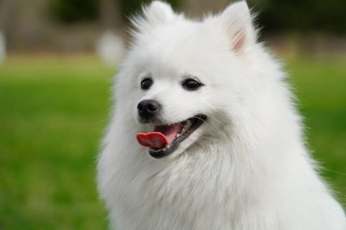 银狐犬（原产于日本的独立犬种）_百度百科