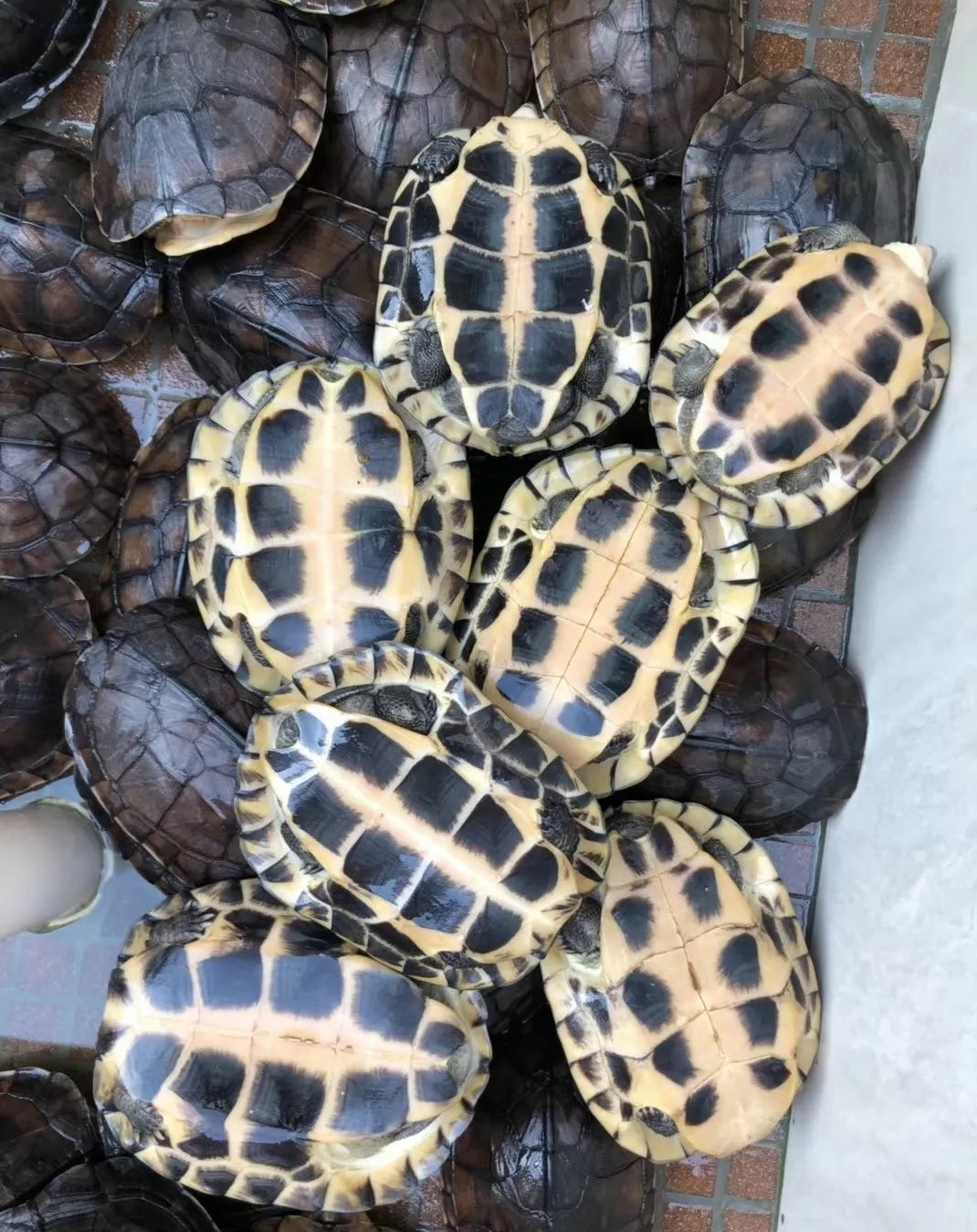  p>黄喉拟水龟(学名: i>mauremys mutica /i>)是龟科,拟水龟属动物.