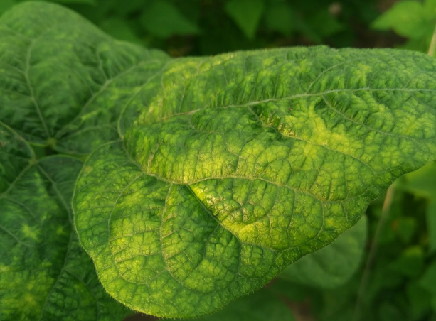 豇豆花叶病毒病