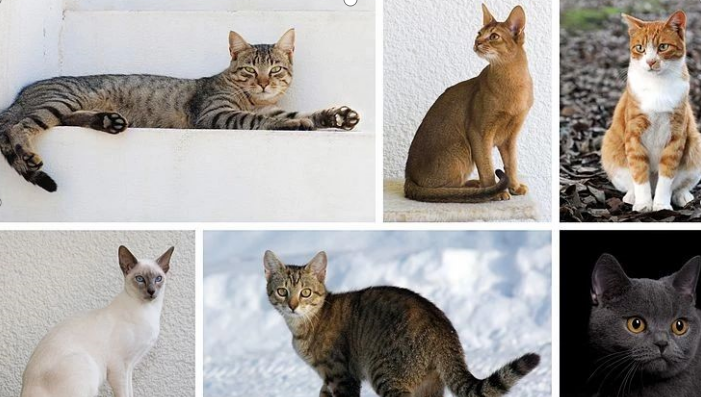 家猫真是“家”猫吗？_百科TA说