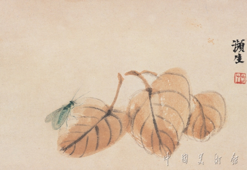 绿蛾