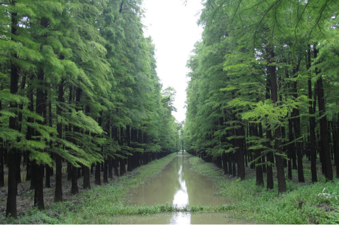 中山杉：沿海绿化的植物“新星”_百科TA说