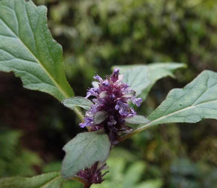  p data-id="gnby13qo73">紫背金盘(学名: i>ajuga nipponensis /i>