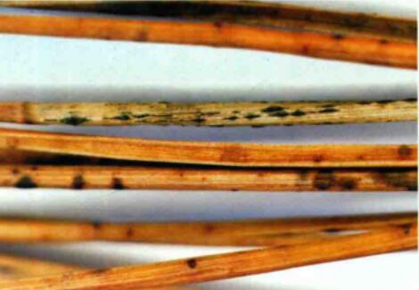 href="/item/油松/890953" data-lemmaid="890953">油松 /a>的病害