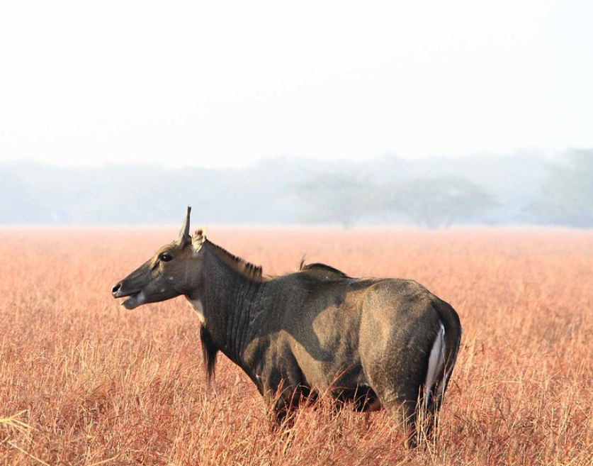  p>大蓝羚(学名: i>boselaphus tragocamelus /i>):是偶蹄目,牛科,蓝