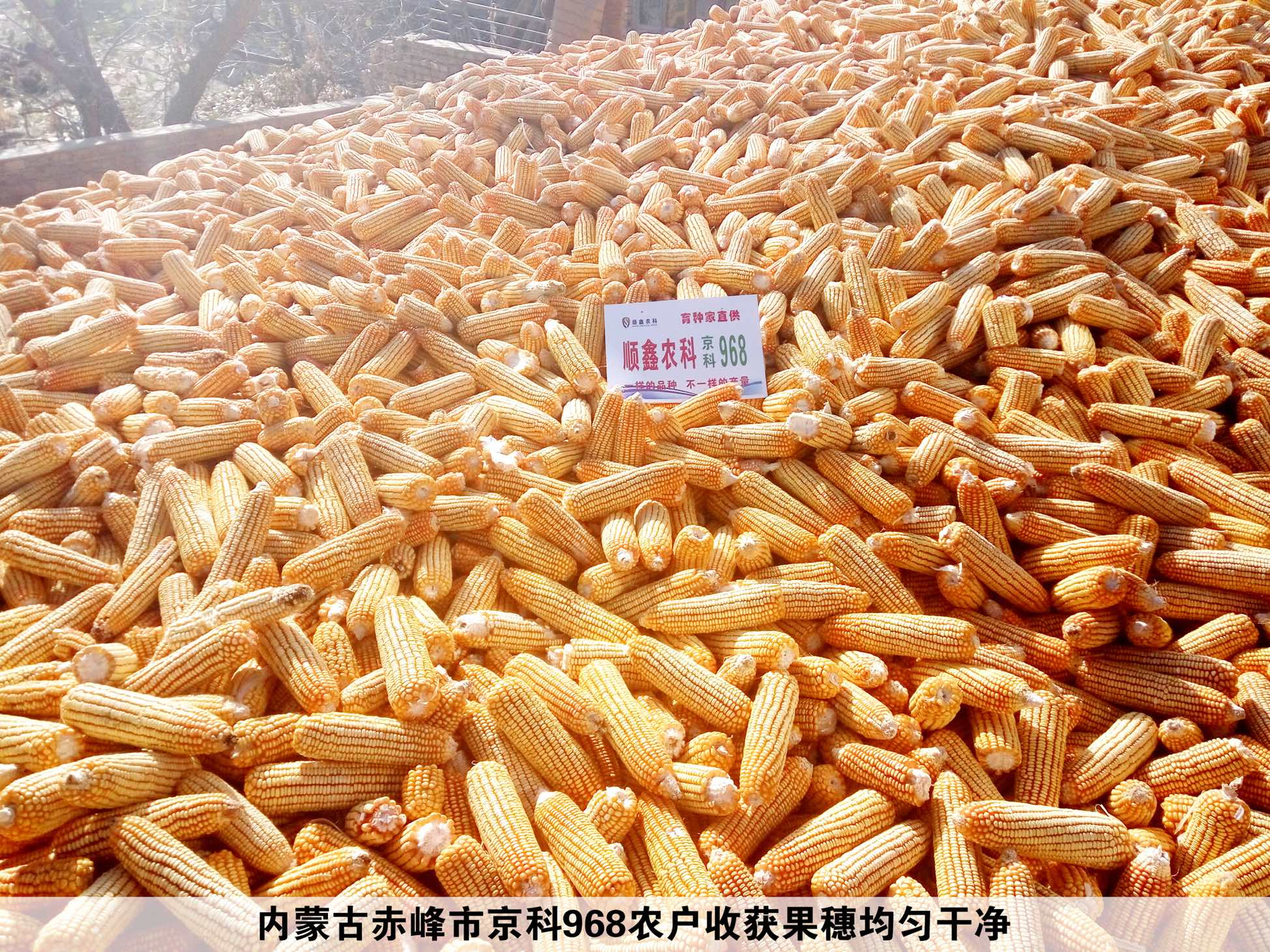  p data-id="go04wcoqc3">京科968是北京市农林科学院玉米研究中心