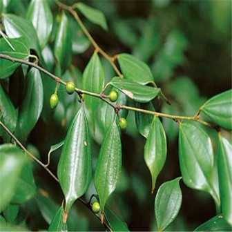 乌药（樟科山胡椒属植物）_百度百科
