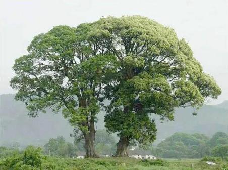 槠树_百度百科