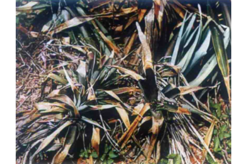 href="/item/菠萝/220259" data-lemmaid="220259">菠萝 /a>的病害