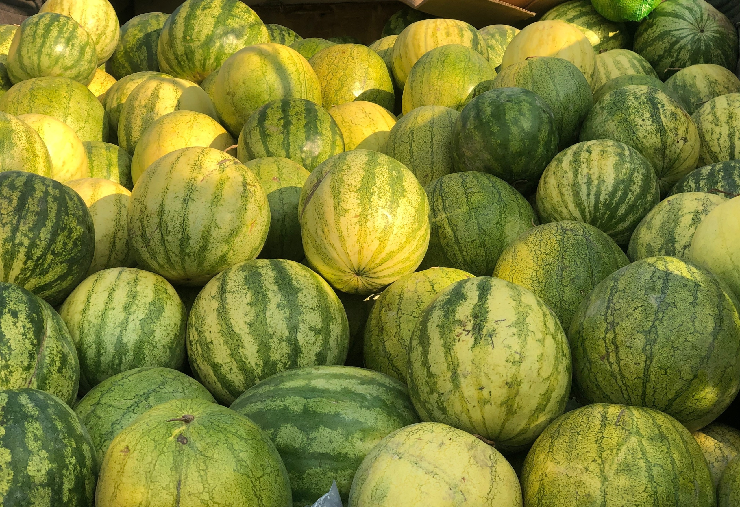  p data-id="gnxa272zg0">籽瓜是属于 a targ