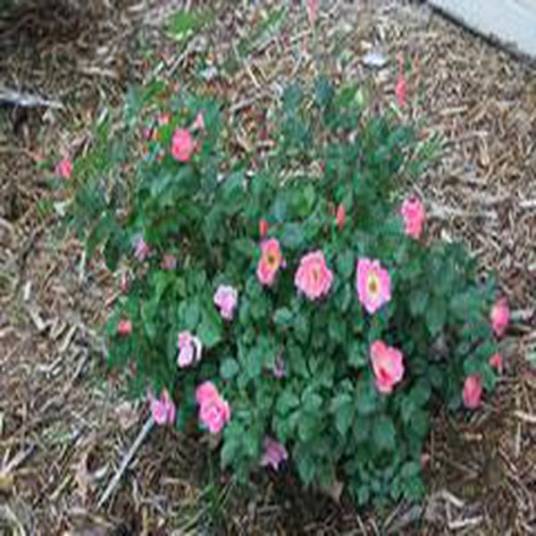 Rosa 'Radcor' RAINBOW KNOCK OUT_百度百科