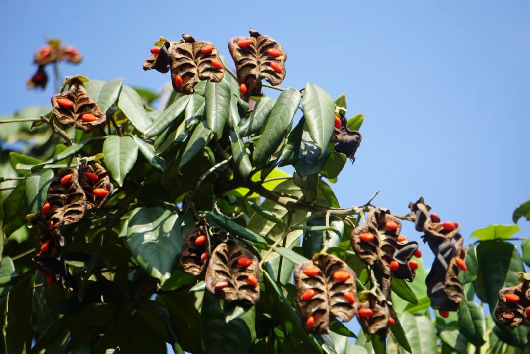  p data-id="tzqr0uplurda">花榈木为豆科红豆属的常绿乔木.