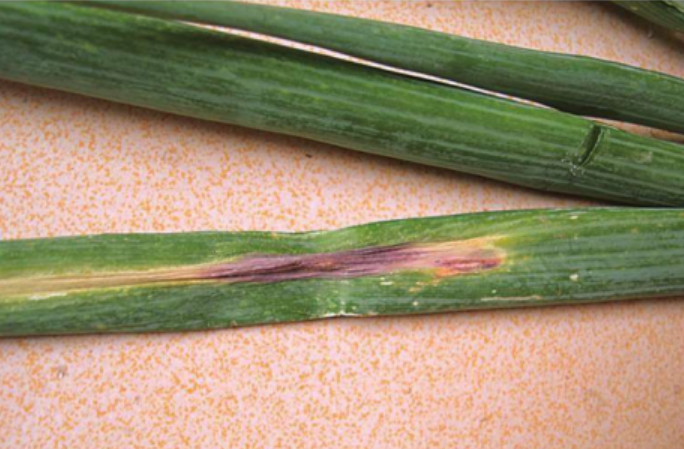大葱紫斑病