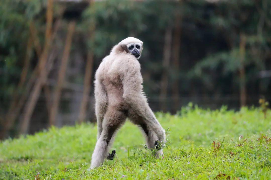 西部白眉长臂猿