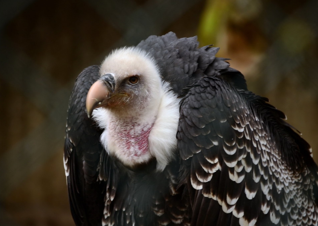  p>黑白兀鹫(学名: i>gyps rueppellii /i>):是鹰科,兀鹫属的一种大型