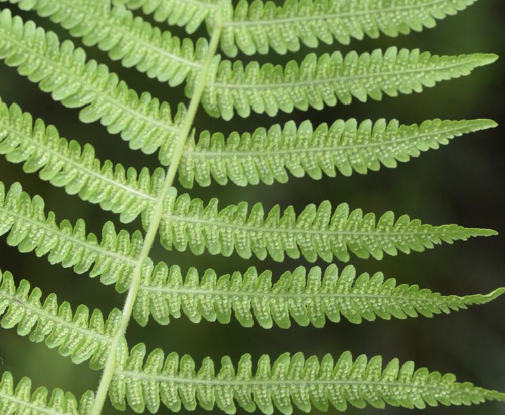  p>沼泽蕨(学名: i>thelypteris palustris /i> (l.