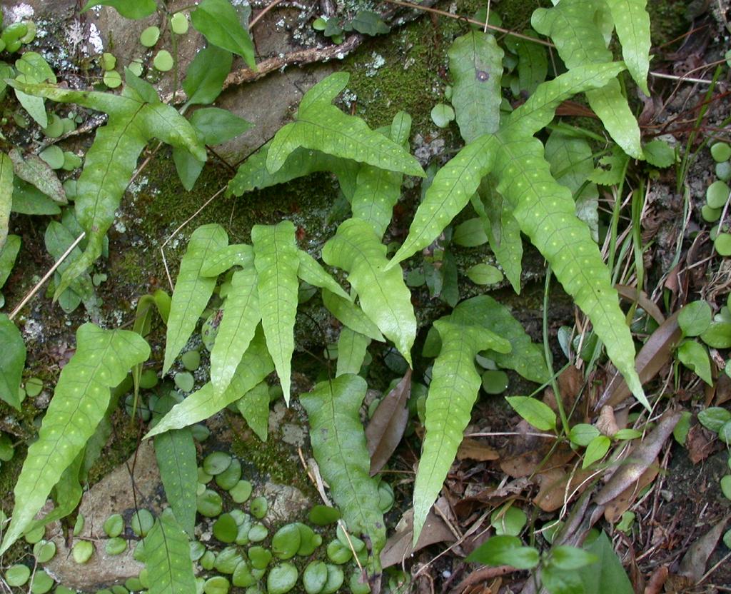  p>金鸡脚假瘤蕨(学名: i>selliguea /i>  i>hastata /i> (thunb.) h.