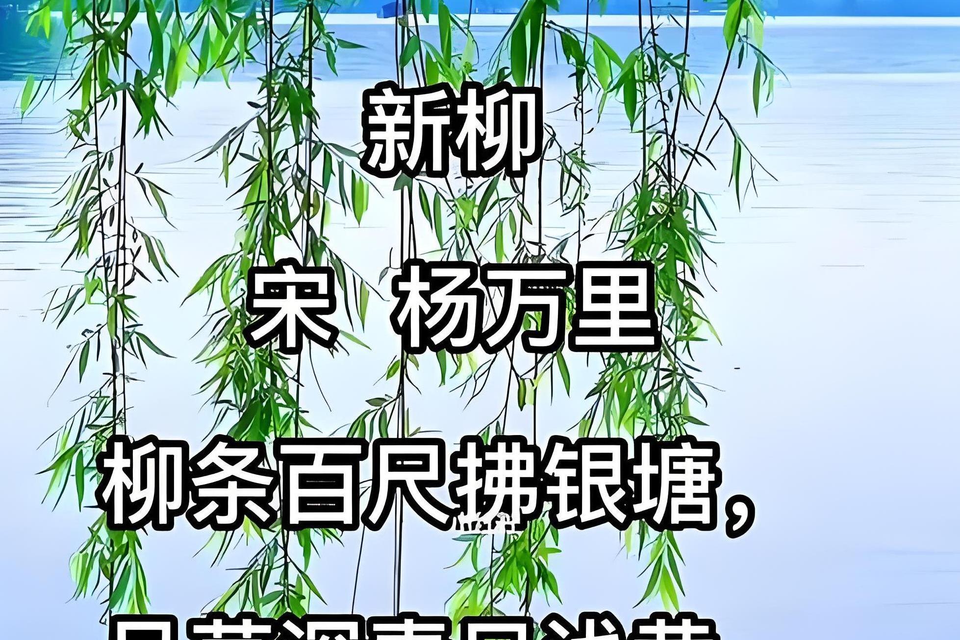 春风杨柳万千条，万条垂下绿丝绦，杨柳诗词赏析_百科TA说