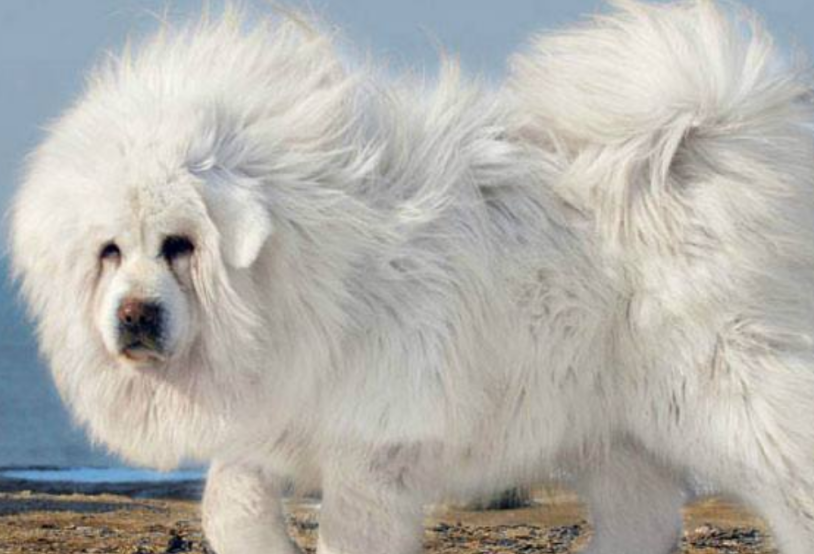 世界最古老的珍稀犬种：雪獒_百科TA说