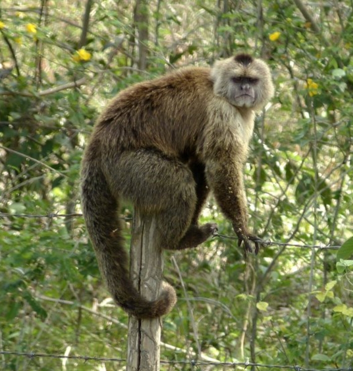  p>黑带卷尾猴(学名: i>cebus olivaceus /i>):是卷尾猴科,卷尾猴属的