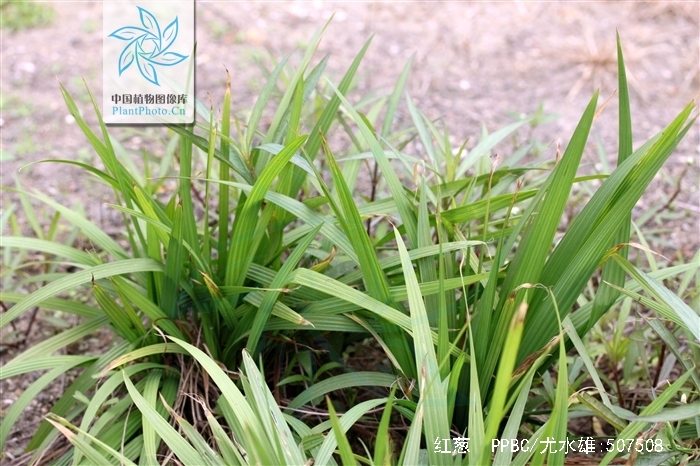  /i>)是鸢尾科,红葱属植物多年生 a target="_blank" href="/item