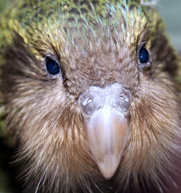  p>鸮鹉是一种外形奇特,唯一一种夜行性,在地面上爬行的鹦鹉科鸟类.