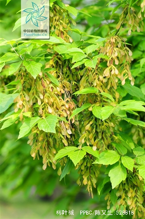 是槭树科槭属植物,落叶乔木,高可达20米.