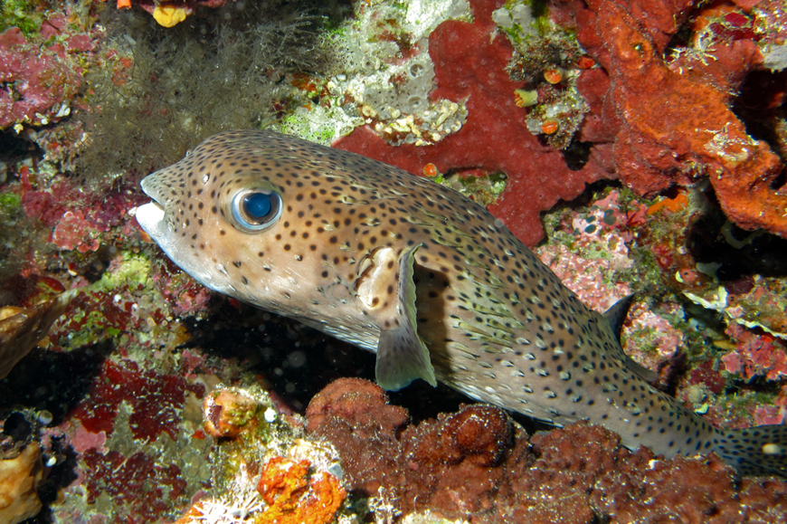  p>密斑刺鲀( i>diodon hystrix /i>)是刺鲀科,刺鲀属的一种鱼类.