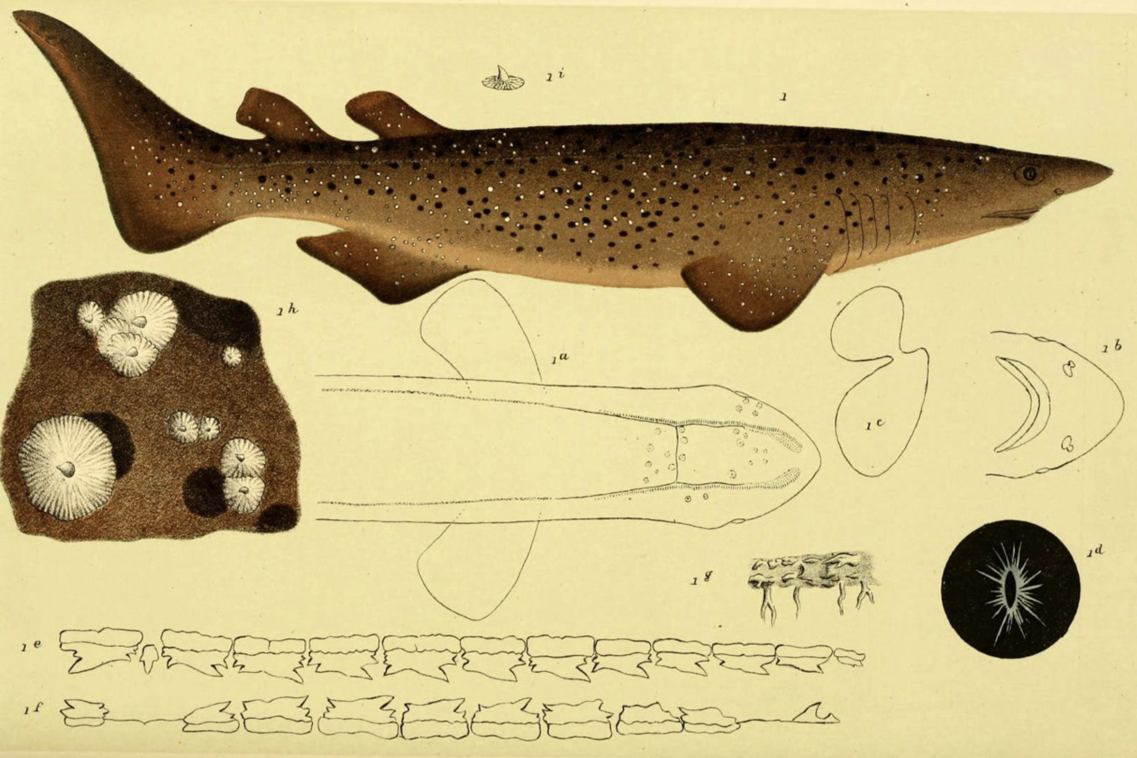  p>棘鲨(学名: i>echinorhinus brucus /i>)是棘鲨科,棘鲨属一种鲨鱼.