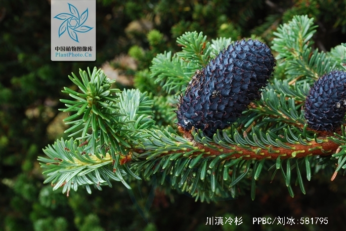  p>川滇冷杉(学名: i>abies forrestii /i> coltm.-rog.