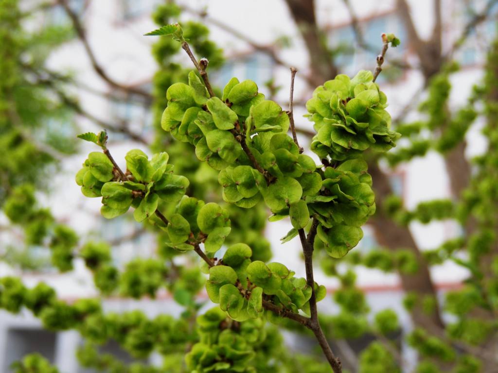  p>黑榆(学名: i>ulmus davidiana /i> planch.