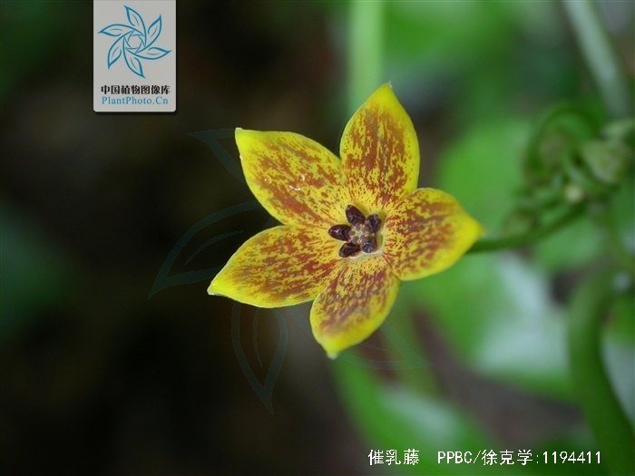  p>催乳藤,为 a target="_blank" href="/item/萝藦科/2946939" data