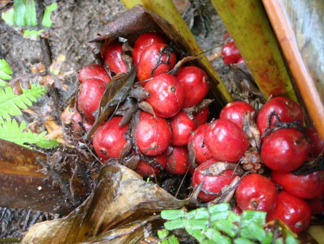  p>草果(学名: i>amomum tsaoko /i> crevost et lemarie)是姜科,豆蔻