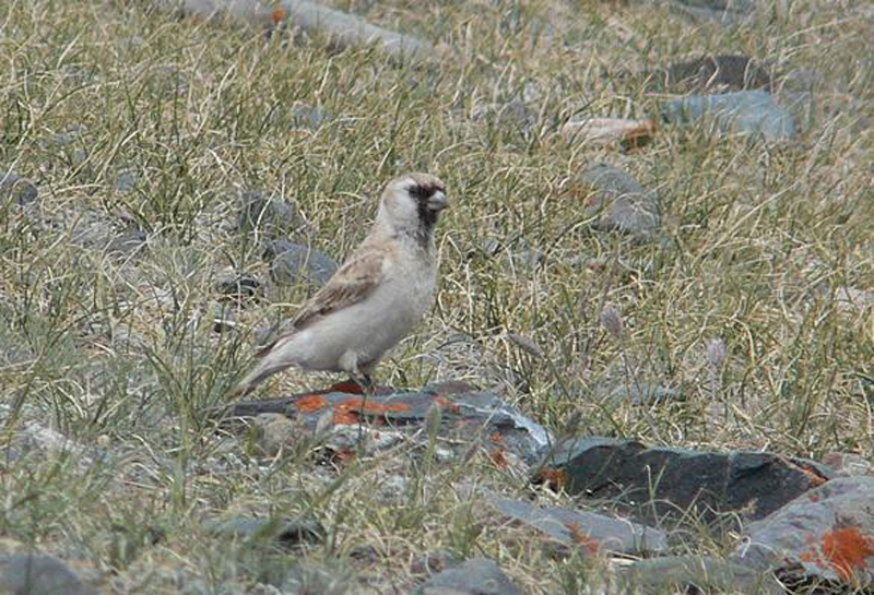  p>黑喉雪雀(学名: i>pyrgilauda davidiana /i>):体重21-25克,体长