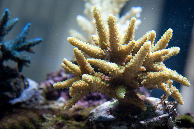  p>树壮鹿角珊瑚是动物界, a target="_blank" href="/item/刺胞动物