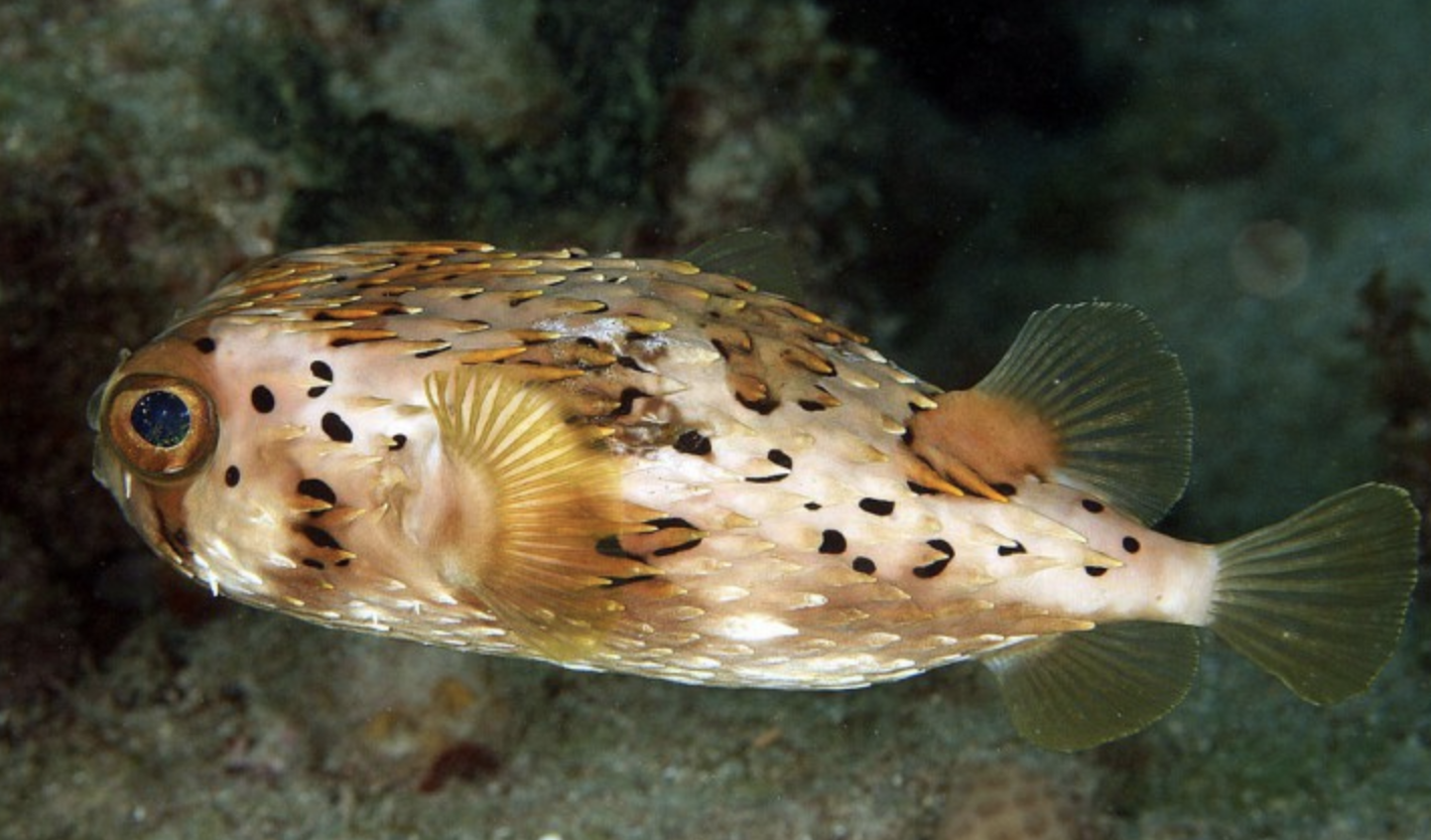  p> b>六斑刺鲀 /b>(学名: i>diodon holocanthus /i>)是二齿鲀科