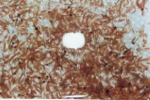  p data-id="tisqf7ru4z9d">丰年虾是无甲目盐水丰年虫科丰年虫属节肢