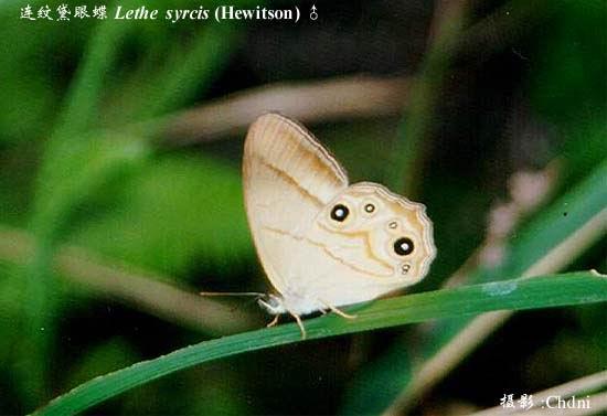 连纹黛眼蝶