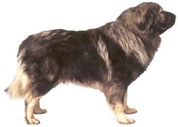  p>原产地前南斯拉夫,起源于13世纪.