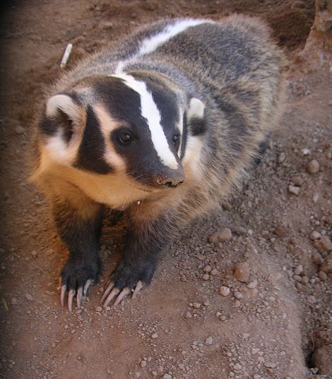  p>美洲獾(学名: i>taxidea taxus /i>):体长52-87厘米,尾长10-16厘米