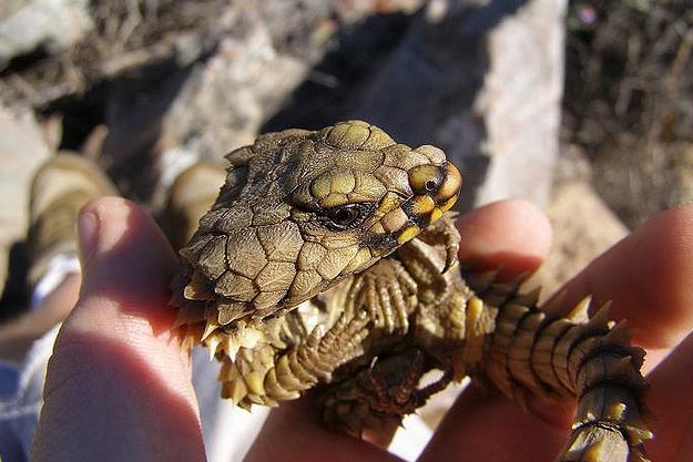 armadillo spiny-tailed lizard