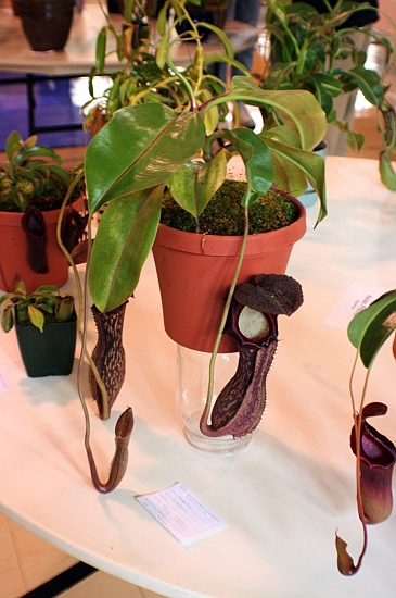  p>博世猪笼草是 a href="#" data-lemmaid="1473380">婆罗洲 /a>特有