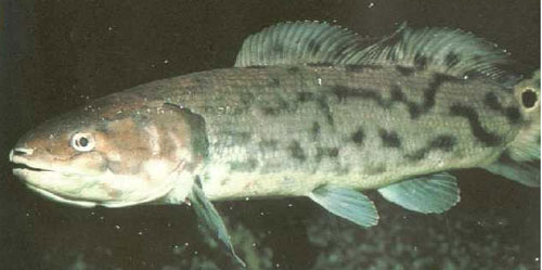  p>弓鳍鱼 amia calva 亦作grindle.