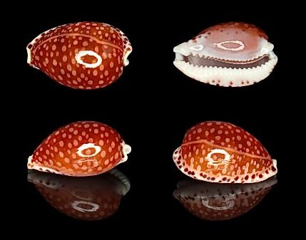  p>满天星宝螺(学名:cribrarula gaskoinii gaskoinii)是腹足纲宝螺科