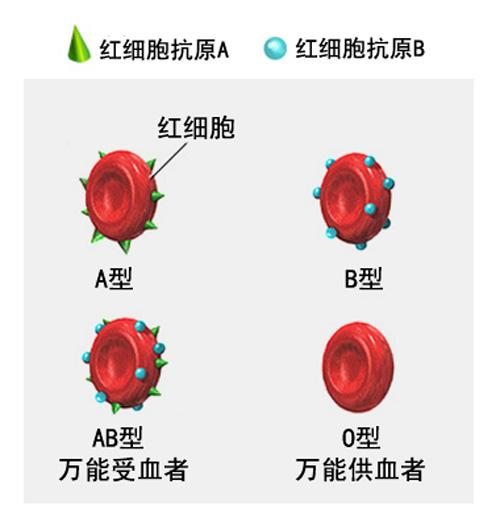  p>血型系统(blood group system)是根据红细胞膜上 a href="#" data