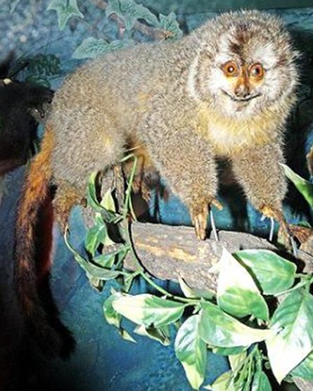  p>阿氏夜猴是一种灵长目,卷尾猴科类生物,分布于阿根廷(查科,台塑)